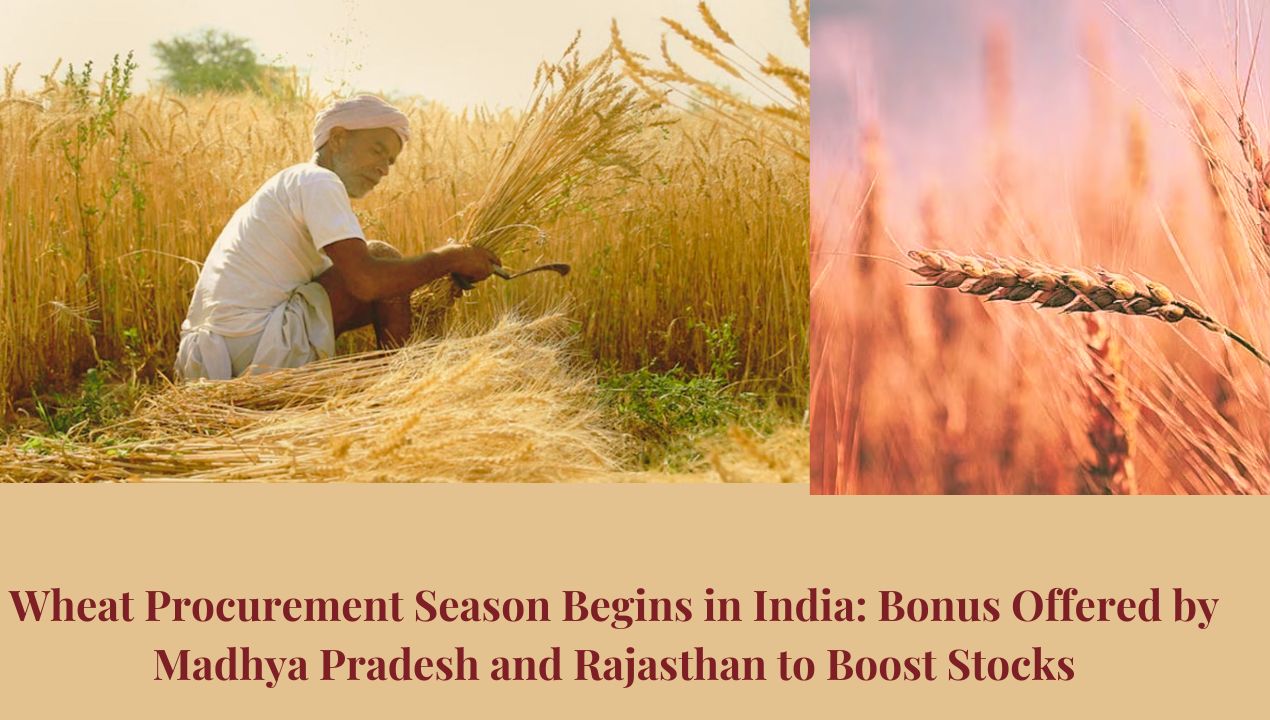 Wheat Procurement Season Begins in India: Bonus Offered by Madhya Pradesh and Rajasthan to Boost Stocks